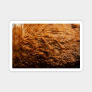 Fur Print Skin Exotic Animals Jungle Tropical Magnet