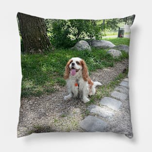 cavalier king charles spaniel blenheim sitting Pillow