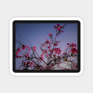 Beautiful summer pink flowers Magnet