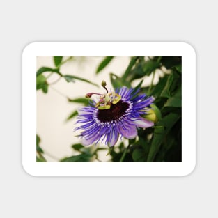 Purple Haze Passiflora Magnet