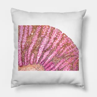 Colon, light micrograph (F006/9806) Pillow