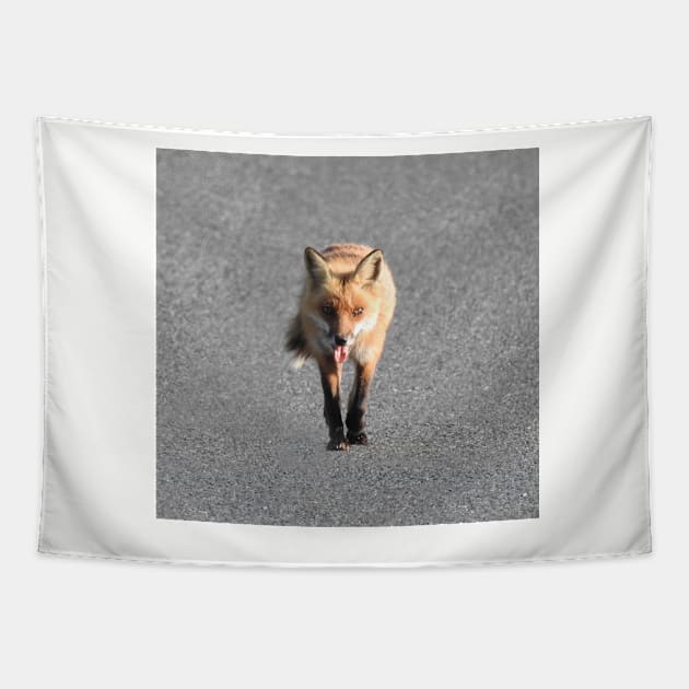 Red Fox, Wildlife Gifts, Wild Animals Tapestry by sandyo2ly