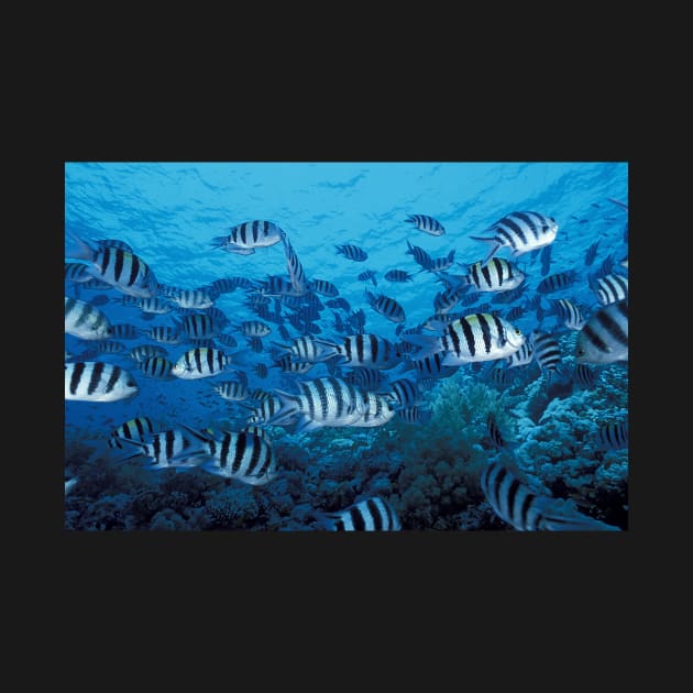 School of Striped Fish by SpiceTree