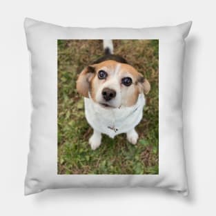 The Curious Beagle Pillow