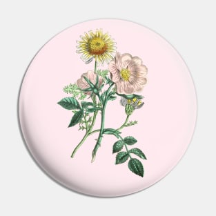 Dog Rose and Chamomile Flower Vintage Botanical Illustration Pin