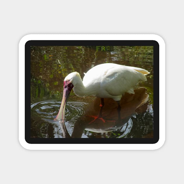 African Spoonbill wading in the shallows Magnet by Steves-Pics