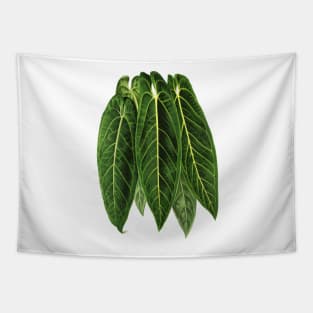 Anthurium warocqueanum - Queen Anthurium Tapestry