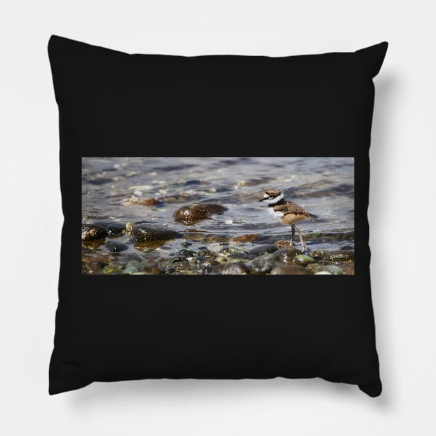 Baby Killdeer on a Stroll Pillow by SHWILDLIFE