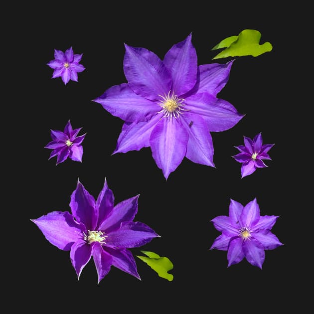 Purple Clematis Flower Grouping by Moonlit Midnight Arts