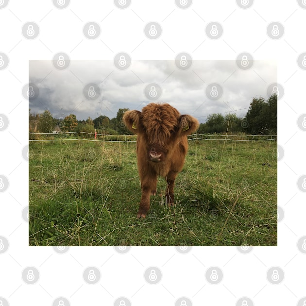 Scottish Highland Cattle Calf 1539 by SaarelaHighland