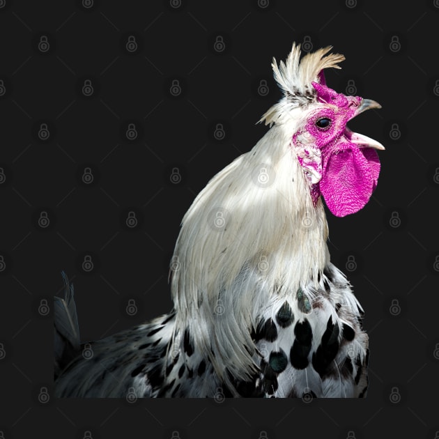 rooster 1 / Swiss Artwork Photography by Wolf Art / Swiss Artwork Photography