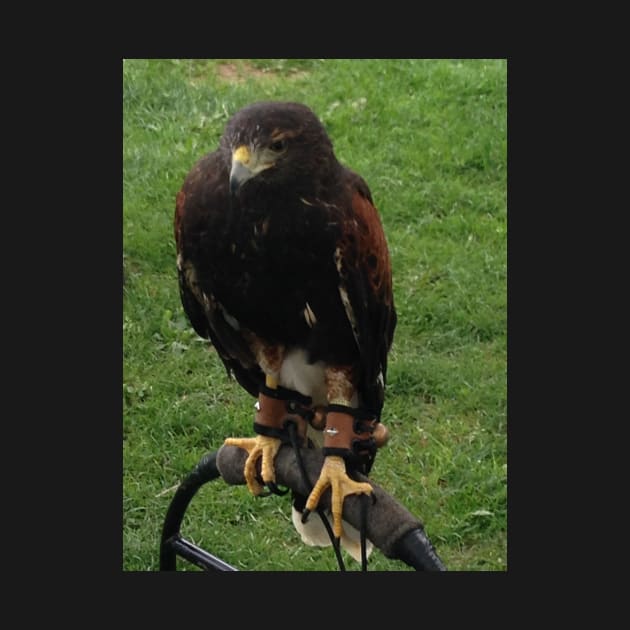 Harris Hawk on Bow Perch by panther-star