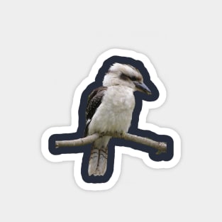 Jacky the kookaburra Magnet