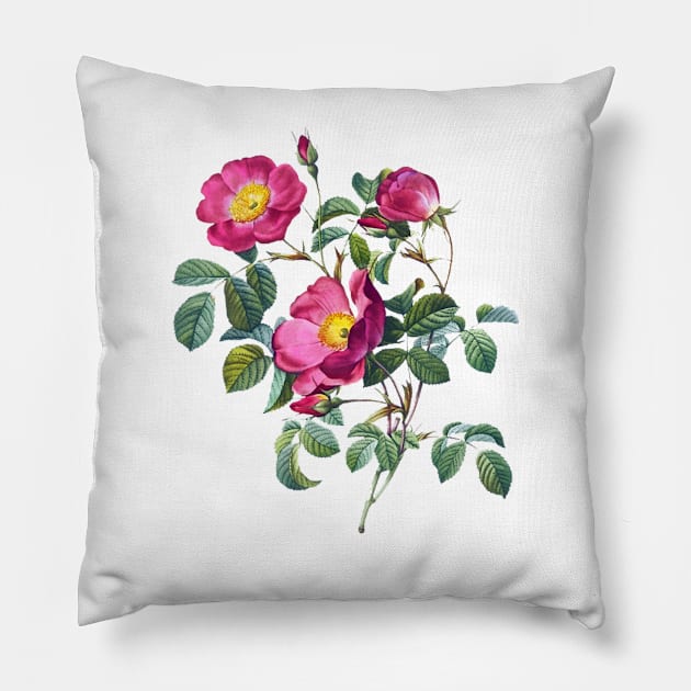 Antique héritage Original Rose couleur Pillow by bnash1001