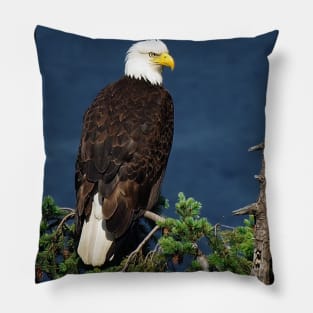 Proud Bald Eagle with White Tail Pillow