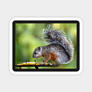 Variegated Squirrel Magnet