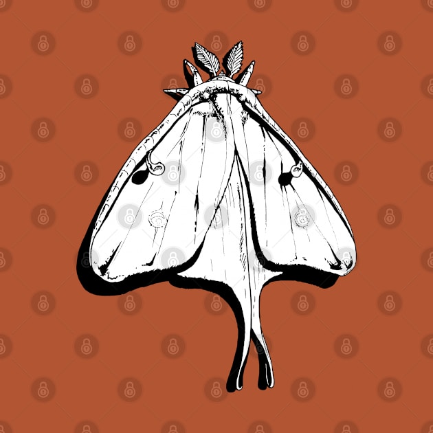 Luna Moth illustration by CreatorJ