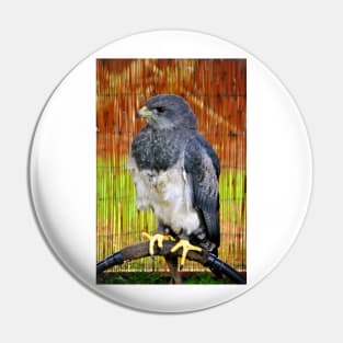 Chilean Eagle Black Chested Buzzard Pin