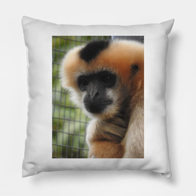 White-cheeked gibbon Pillow by kirstybush