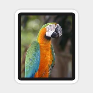 Harlequin Macaw Magnet