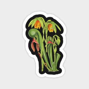 California Pitcherplant - Darlingtonia Californica - Walcott - Botanical Illustration Magnet