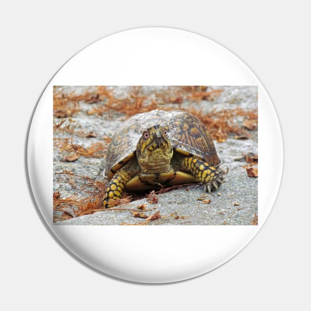 Eastern Box Turtle Pin by Cynthia48