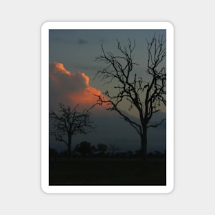 African Trees Dusk Magnet