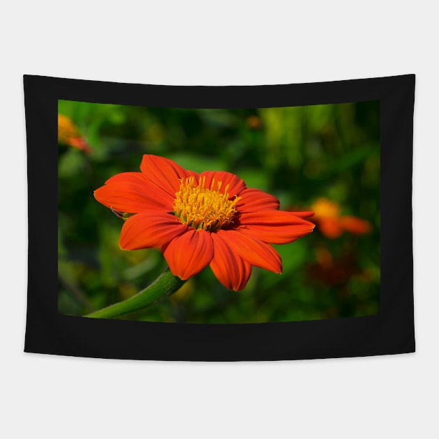 Mexican Marigold - 2 Tapestry by RosNapier