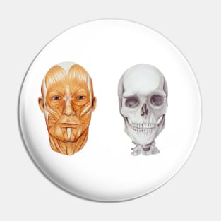 Human skull anatomical drawing, scientific illustration Pin