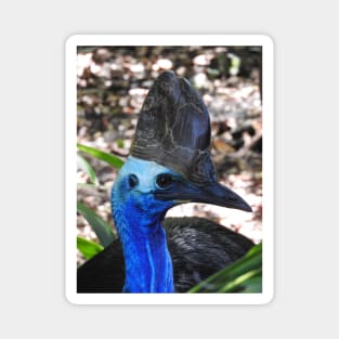 Cassowary Magnet