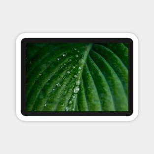 Water droplets on Hosta leaf Magnet