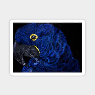Hyacinth macaw Magnet