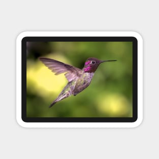 Anna's Hummingbird in Flight Magnet