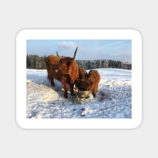 Scottish Highland Cattle Cow and Calves 1682 Magnet