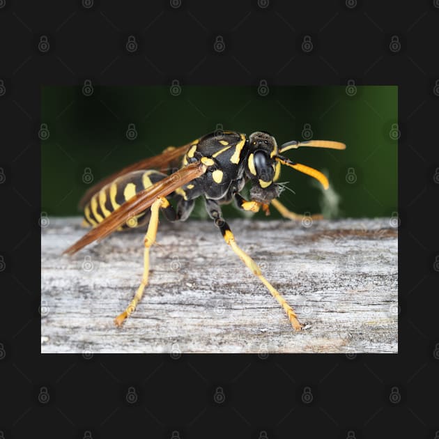 Paper wasp (Polistes dominula) gathering wooden material by SDym Photography