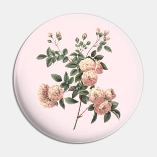 Rose Flower Vintage Botanical Illustration Pin