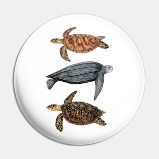 Sea turtles Loggerhead, leatherback and hawksbill turtles Pin