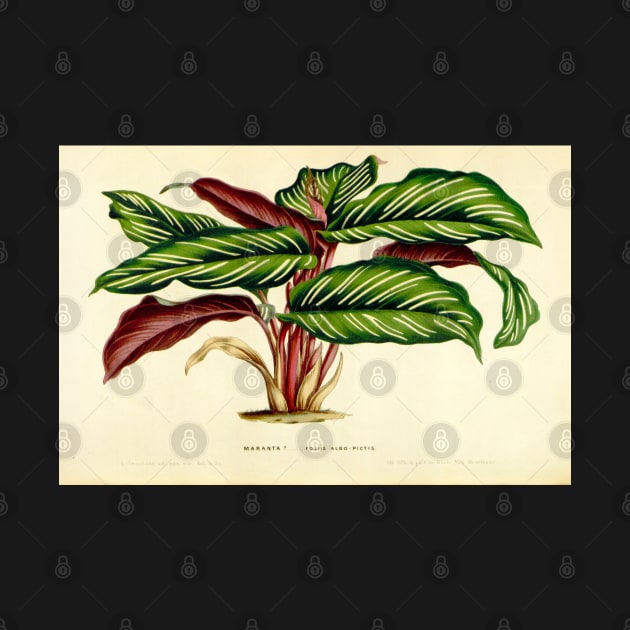 Calathea ornata - Botanical illustration by chimakingthings