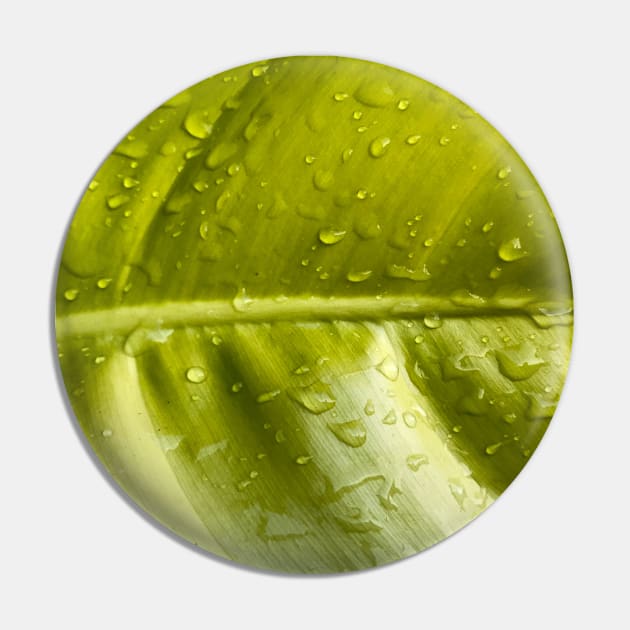 Wet green leaf with Water droplets. Pin by FOGSJ