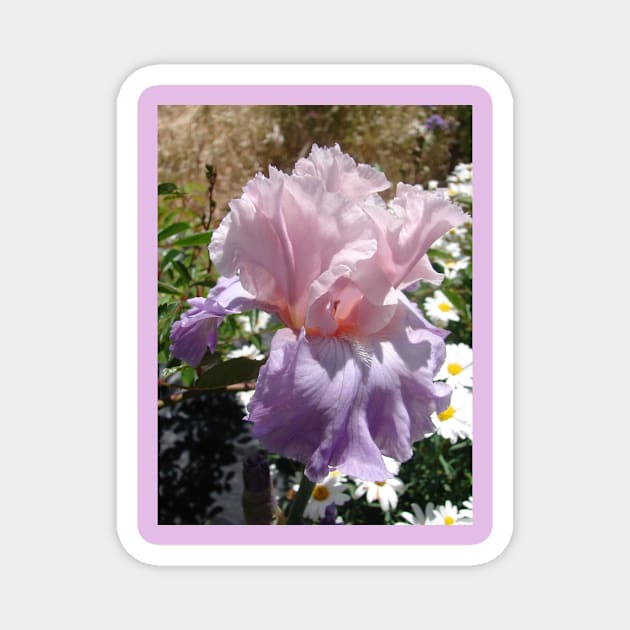 Purple Iris Flower Magnet by SarahRajkotwala