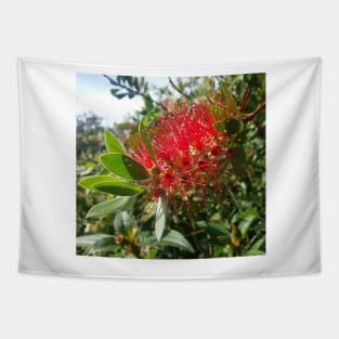 Bottlebrush Flower, photography by Immortal Peaches Tapestry