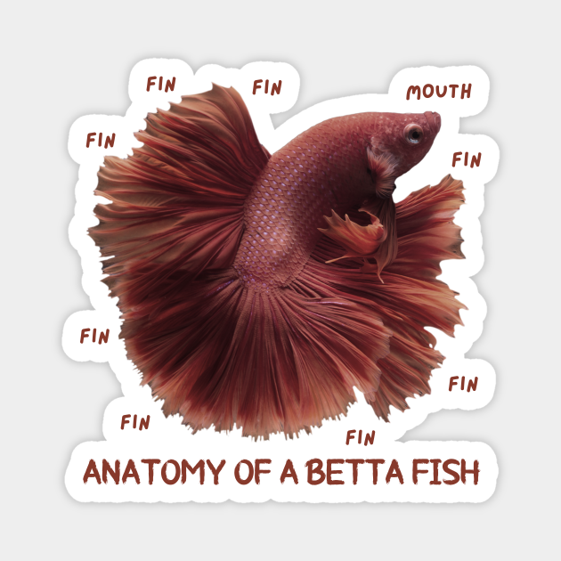 Anatomy of a Betta Fish, Funny Labels - Anatomy Of A - Magnet ...