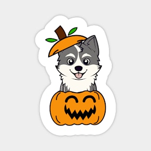 Cute Husky Dog is in a pumpkin Magnet