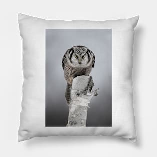 Northern Hawk-Owl Stare Pillow