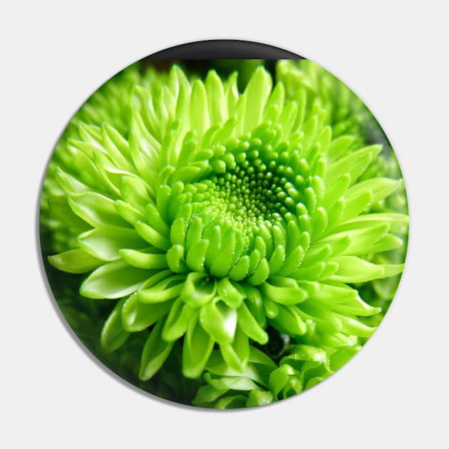 Green Chrysanthemums Pin by AnderssenGrafix