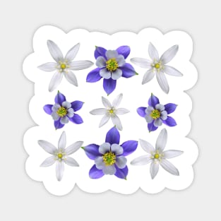 Star Of Bethlehem And Colorado Blue Columbine Pattern Magnet