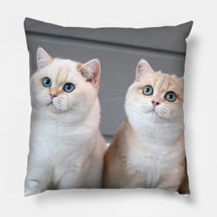 The chubby cats gangs Pillow