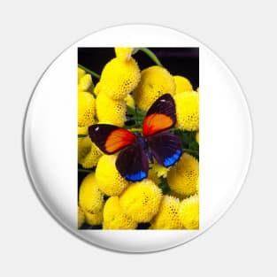 Orange And Blue Butterfly Resting On Chamomile Flowers Pin