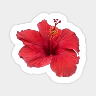 Red Hibiscus Magnet