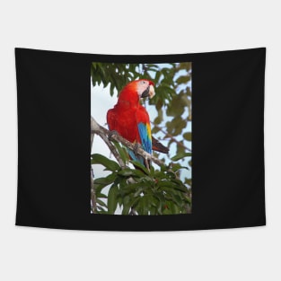 Scarlet Macaw Tapestry